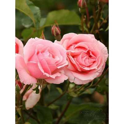 pianta di rose