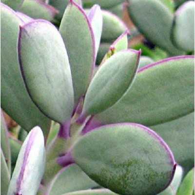 Pianta Senecio Crassissimus - Piante grasse e succulente