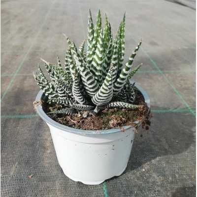 Pianta Haworthia fasciata - Piante grasse e succulente