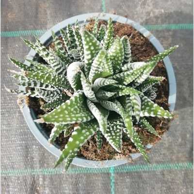 Pianta Haworthia fasciata - Piante grasse e succulente