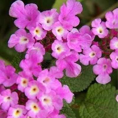 Pianta Lantana Sellowiana - Piante tappezzanti