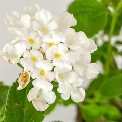 lantana sellowiana gialla lantana sellowiana gialla
