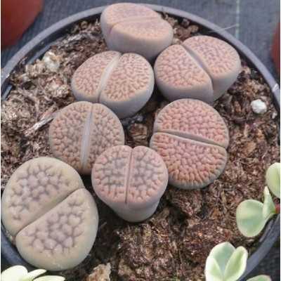 Pianta Lithops - Piante grasse e succulente