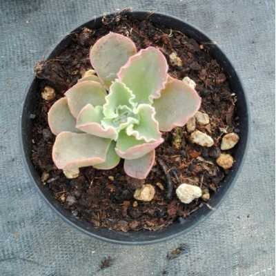 Pianta Echeveria Riccia - Piante succulente