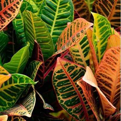 Pianta Croton - Piante da interno Pianta Croton - Piante da interno