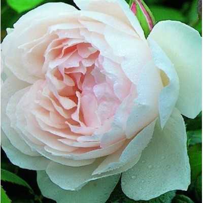 Pianta Rosa inglese - Cespugli fioriti Pianta Rosa inglese - Cespugli fioriti