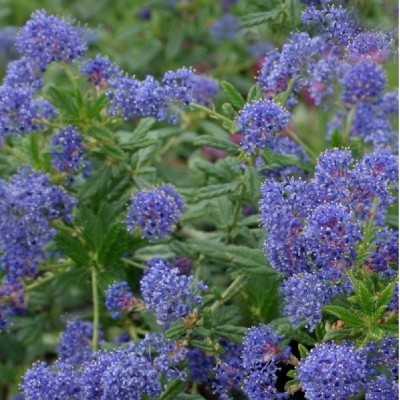 40pz Pianta Ceanothus Thyrsiflours Repens - Cespugli 40pz Pianta Ceanothus Thyrsiflours Repens - Cespugli