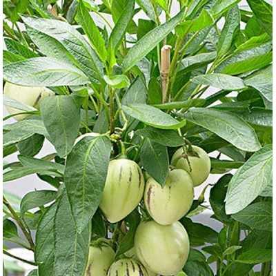 Pianta Pepino - Cespugli fioriti Pianta Pepino - Cespugli fioriti