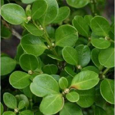 40pz Pianta Bosso Rotundifolia - Siepi
