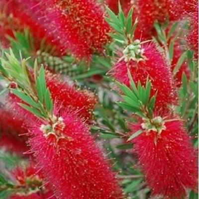 40pz Pianta Callistemon Citrinus Rosso - Siepi