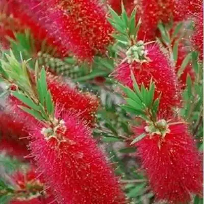 callistemon citrinus