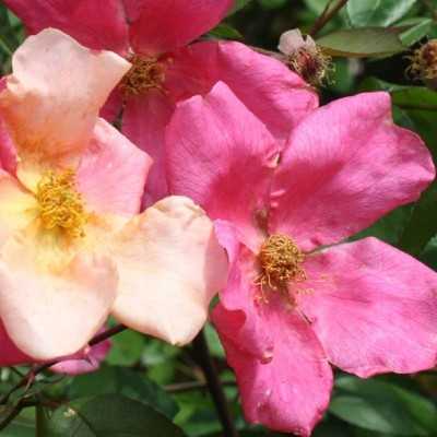 40pz Pianta Rosa Mutabilis - Cespugli