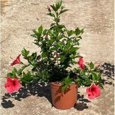 Pianta Hibiscus Rosa Sinensis - Cespugli fioriti