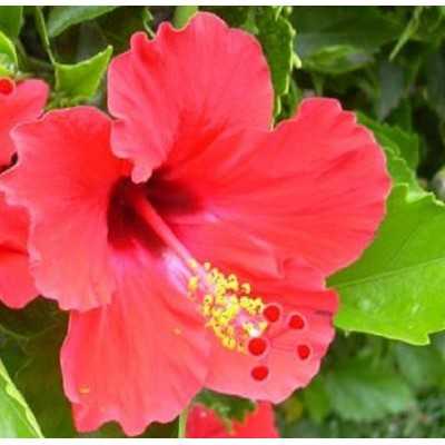 40pz Pianta Hibiscus Rosa Sinensis - Cespugli