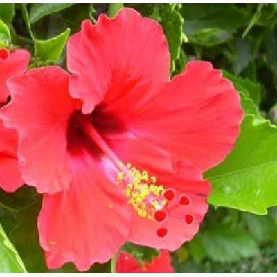 Pianta Hibiscus Rosa Sinensis - Cespugli fioriti Pianta Hibiscus Rosa Sinensis - Cespugli fioriti