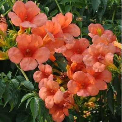 Pianta Bignonia Grandiflora - Piante rampicanti