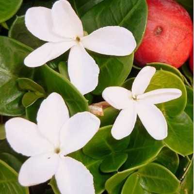 carissa grandiflora carissa grandiflora