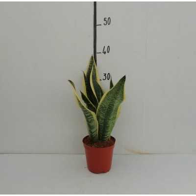 pianta sanseveria pianta sanseveria