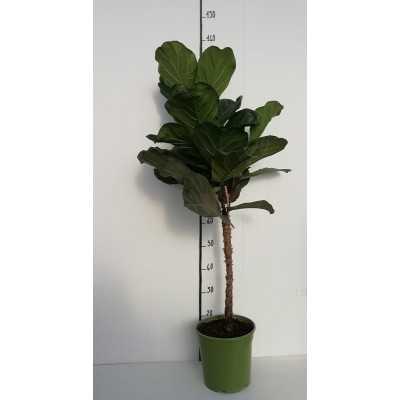 Pianta Ficus Lyrata Bambino - Piante da interno