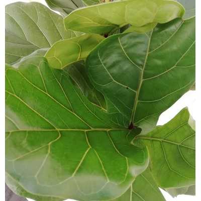 Pianta Ficus Lyrata Bambino - Piante da interno