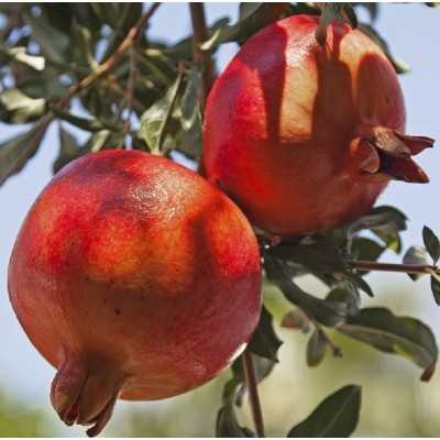 Albero Melograno Dente di Cavallo - Alberi da frutto