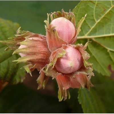 albero di nocciola