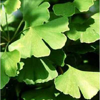 Albero Ginkgo Biloba - Astoni