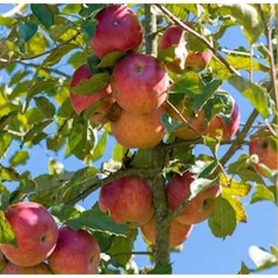 alberi da frutto facili da coltivare alberi da frutto facili da coltivare