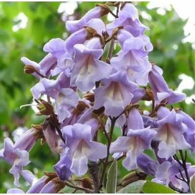 40pz Pianta Paulownia - Alberi