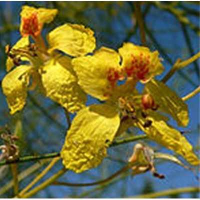 40pz Pianta Parkinsonia - Alberi 40pz Pianta Parkinsonia - Alberi