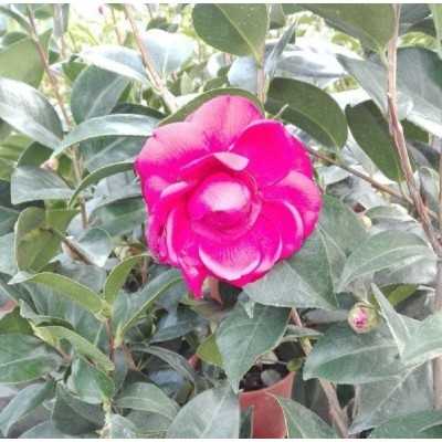 Pianta Camelia - Cespugli fioriti Pianta Camelia - Cespugli fioriti