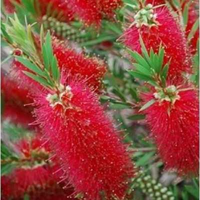 Pianta Callistemon Leavis - Siepi da giardino