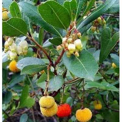 Pianta Corbezzolo - Siepi da giardino