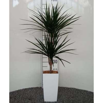 Pianta Dracaena Marginata - Piante da interno