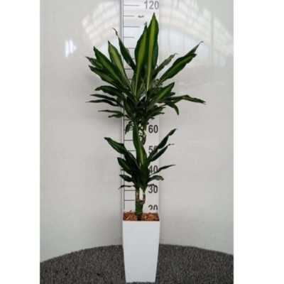 Pianta Dracaena Cintho - Piante da interno