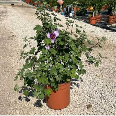 pianta malva lavatera pianta malva lavatera