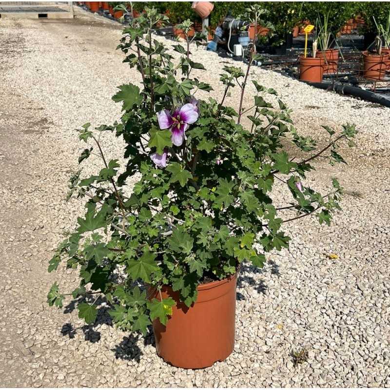 Pianta Malva Lavatera in Vaso 24cm - Piante da Giardino Pianta Malva Lavatera in Vaso 24cm - Piante da Giardino
