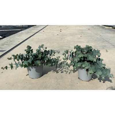 eucalipto fiore