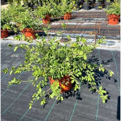 Pianta Coronilla Valentina - Cespugli fioriti Pianta Coronilla Valentina - Cespugli fioriti