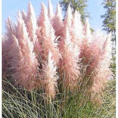 pianta cortaderia selloana pianta cortaderia selloana
