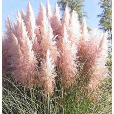 Pianta Cortaderia Selloana - Gynerium Rosa - Erba della Pampa - Cespugli fioriti