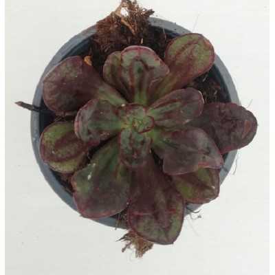 Pianta Echeveria Nodulosa - Piante grasse e succulente