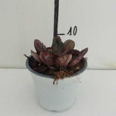 Pianta Echeveria Nodulosa - Piante grasse e succulente