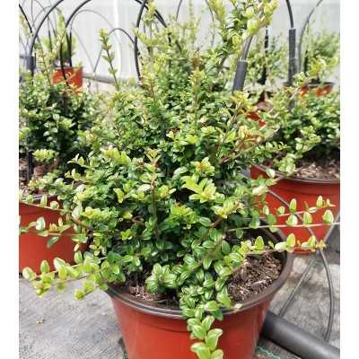 pianta lonicera pianta lonicera