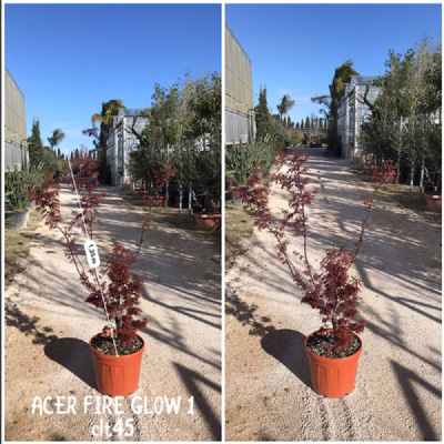 pianta acero fireglow