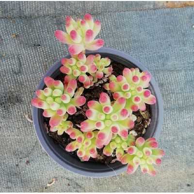 Pianta Sedum x Rubrotinctum Clausen - Piante grasse e succulente