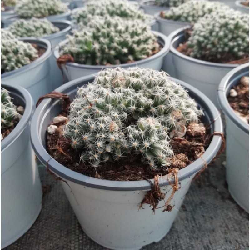Pianta Mammillaria - Piante Succulente Pianta Mammillaria - Piante Succulente