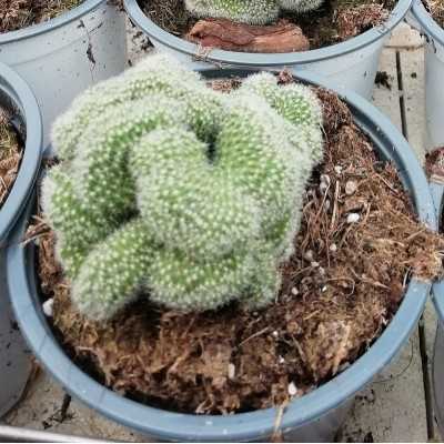 Pianta Mammillaria Elongata - Piante succulente