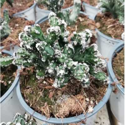 Pianta Monvillea Spegazzini f. Crestata Mostruosa - Piante Succulente
