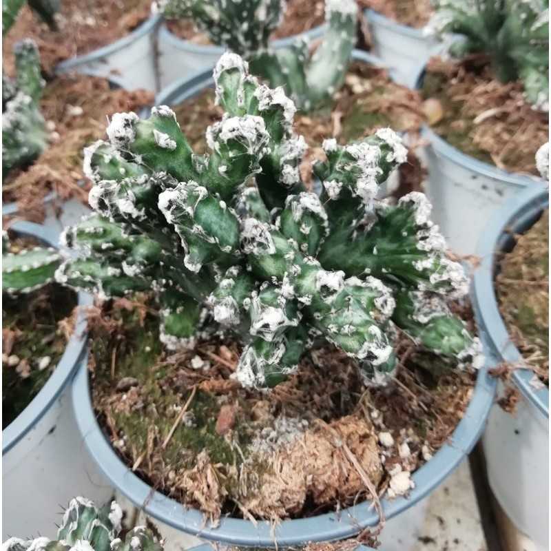 Pianta Monvillea Spegazzini f. Crestata Mostruosa - Piante Succulente